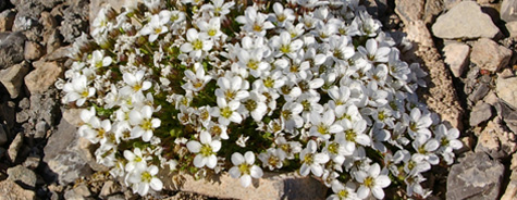 Arenaria pseudofrigida