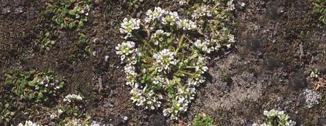 Cochlearia officinalis