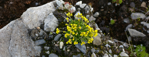 Draba