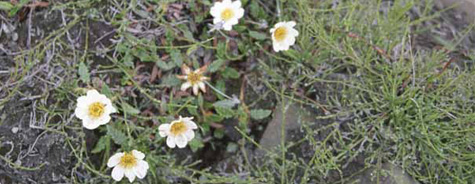 Dryas octopetala