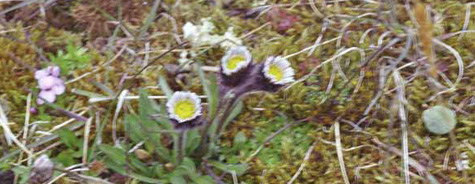 Erigeron humilis