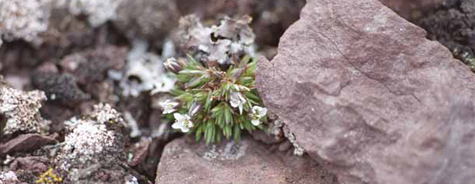 Minuartia rubella