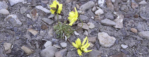 Papaver dahlianum