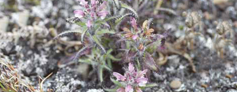 Pedicularis dysantha