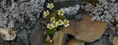 Saxifraga cespitosa