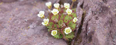 Saxifraga cespitosa