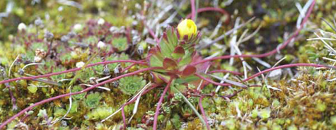 Saxifraga platysepala